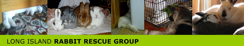 Long Island Rabbit Rescue Group banner