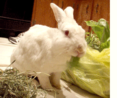 Rescued Rabbits-Long Island Rabbit Rescue Group