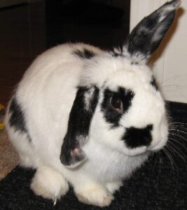 Snoopy bunny- long island rabbit rescue group